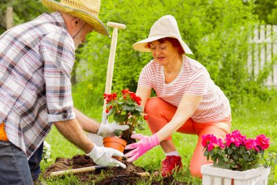 seniors doing gardening